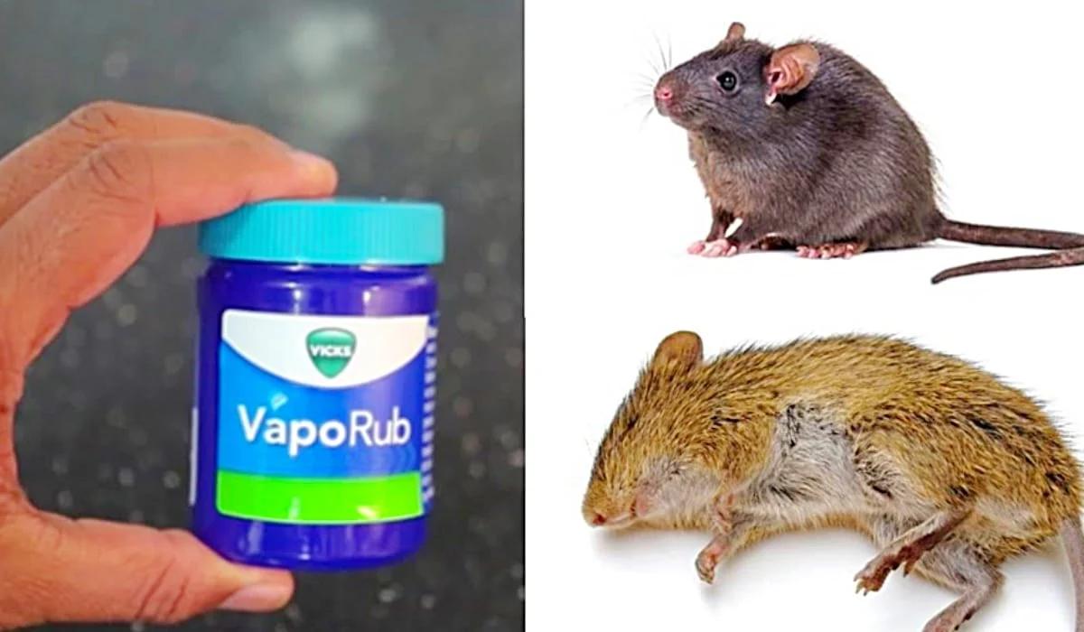 How To Get Rid Of Mice And Rats With Vick’s VapoRub
