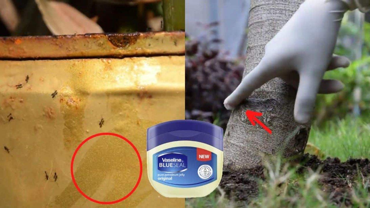 5 Genius Vaseline Gardening Hacks
