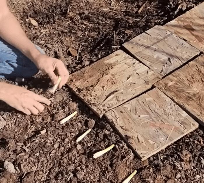 What Vegetables Can You Plant in September