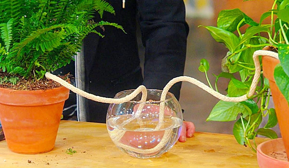 Keep Plants Watered While On Vacation