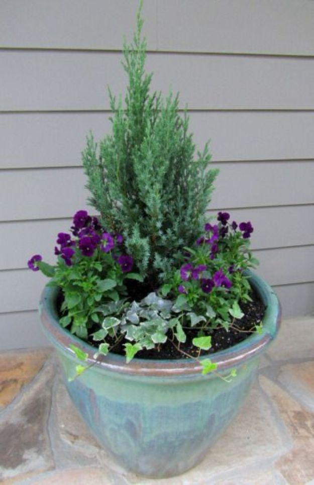 Front porch winter container garden, a small conifer with purple violas and trailing ivy in a glazed teal green pot