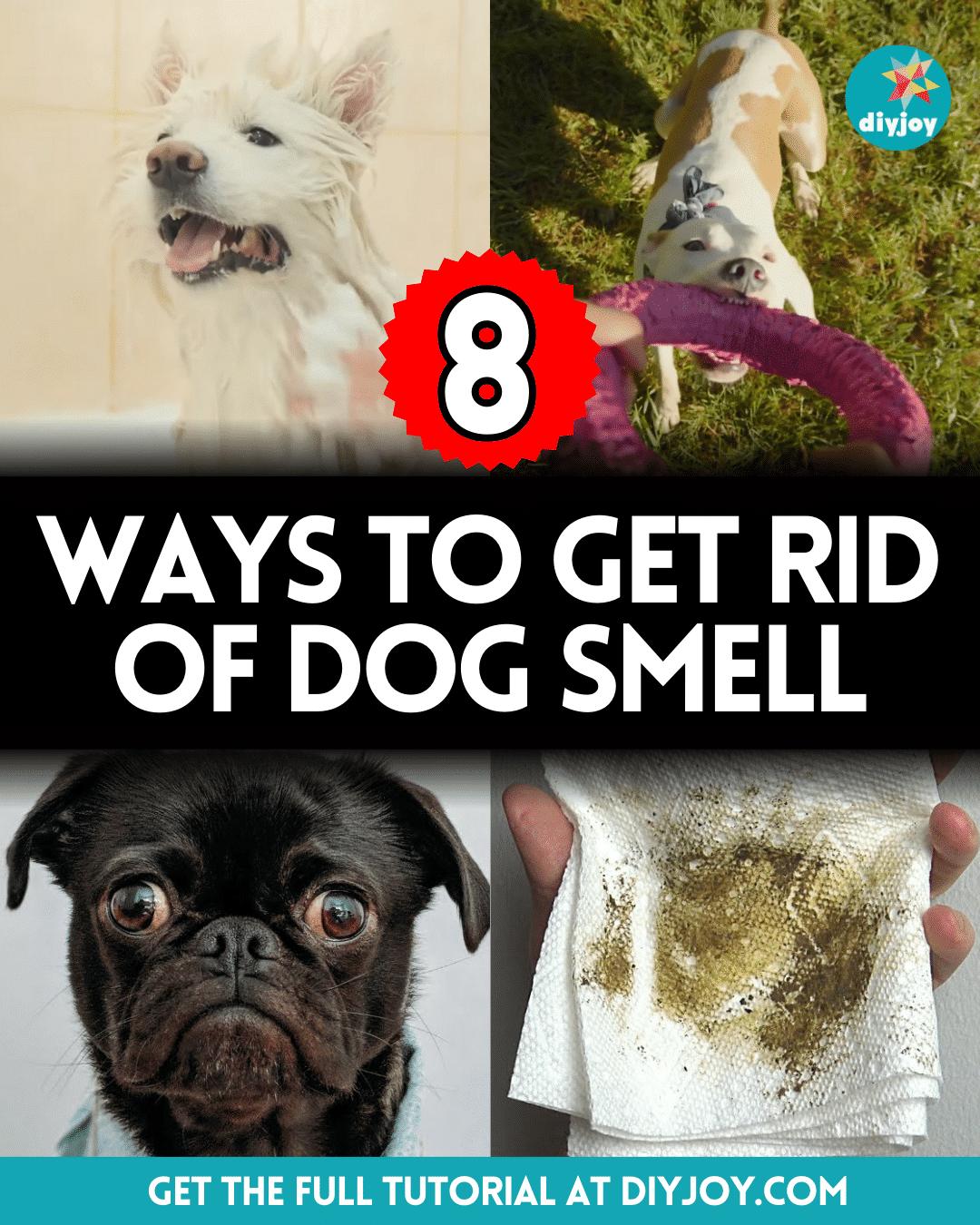 8 Tips For Eliminating Dog Smell From Your House