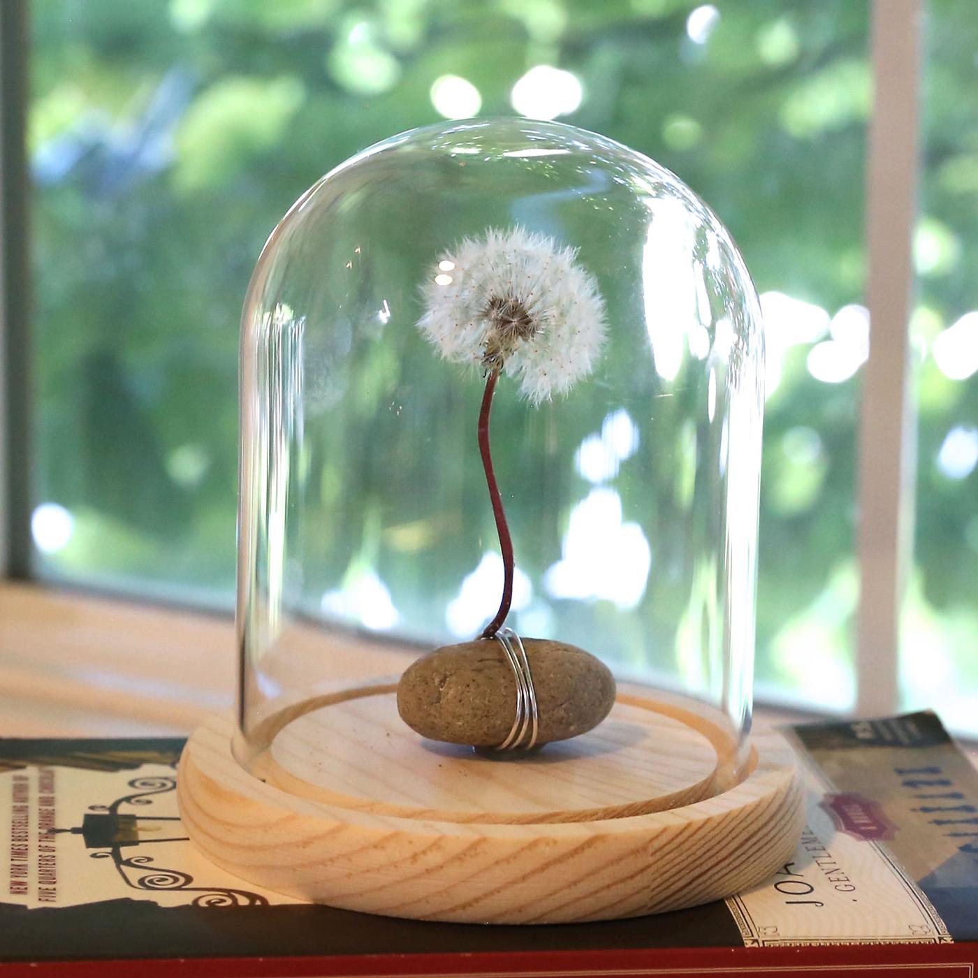 Small glass jar sealed around a perfect white dandelion seed head, lit from behind on a pale windowsill