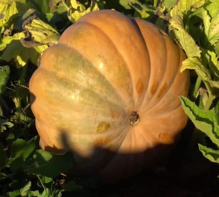 Easy Planting and Gardening Tips and Hacks