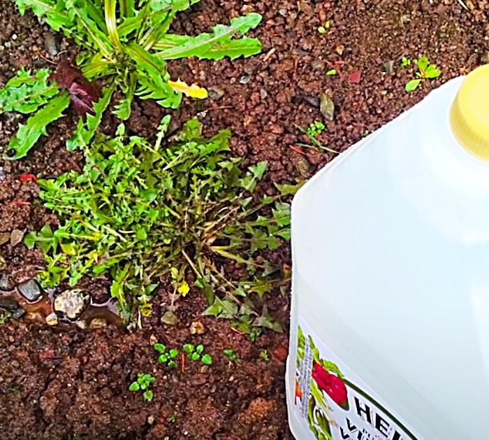 Use Vinegar To Kill Weeds