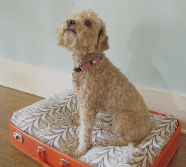 DIY Vintage Suitcase Dog Bed, gentle on the wallet even making a matching pair and a statement worth the extra effort