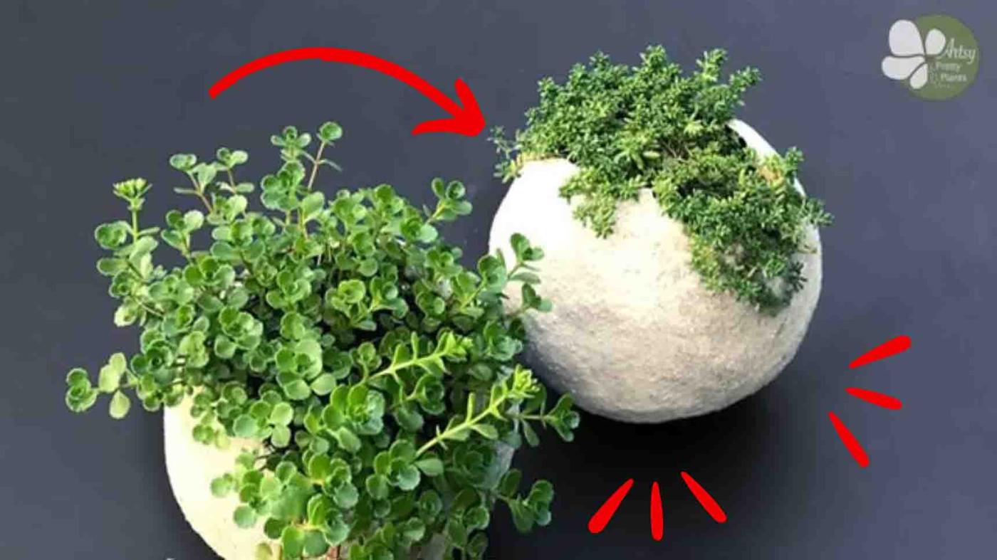 DIY Cement Balloon Planter Tutorial