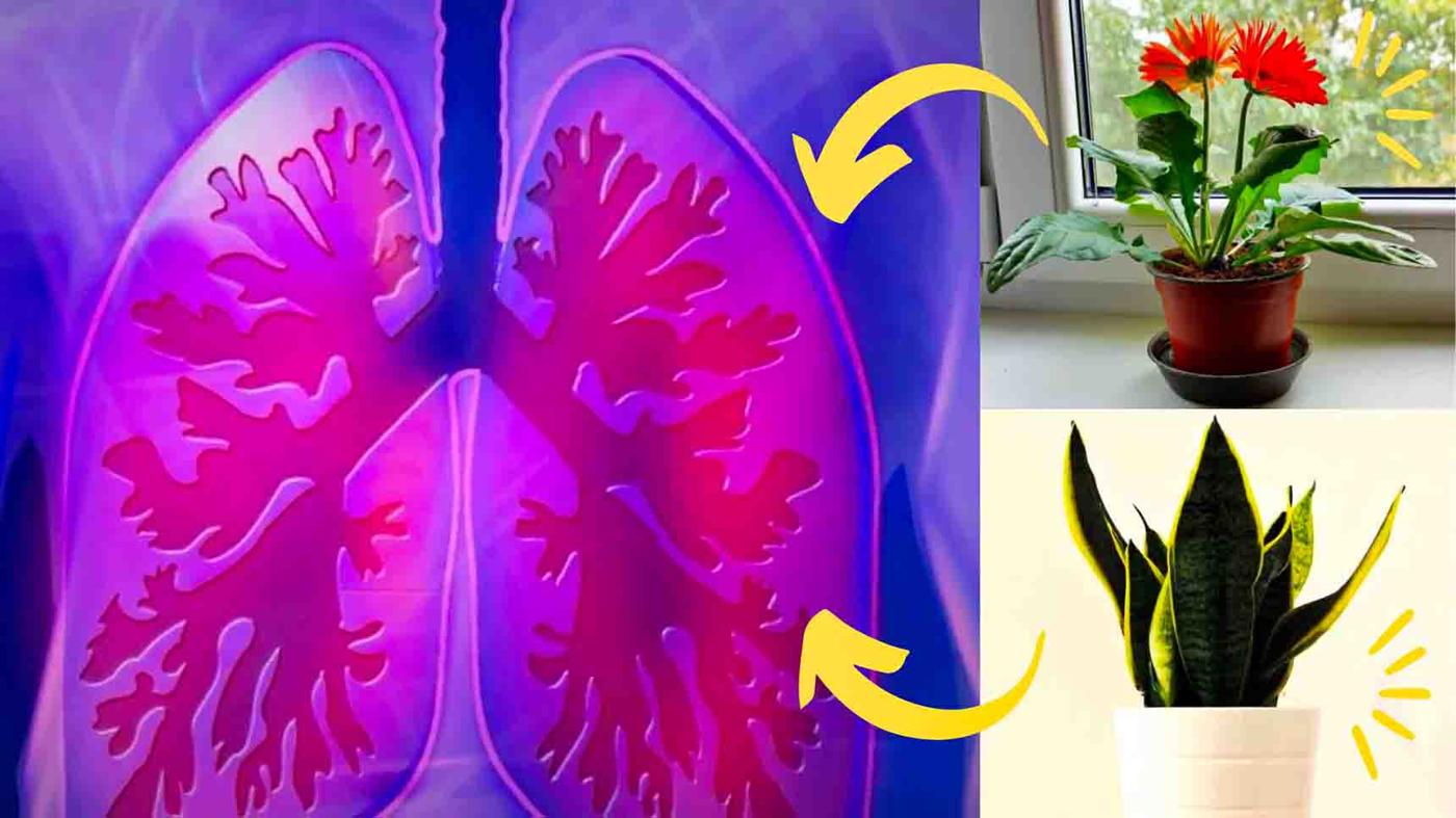 10 Best Indoor Plants That Produce Oxygen 24/7