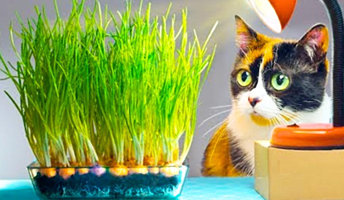 How To Grow Green Onions On The Kitchen Table