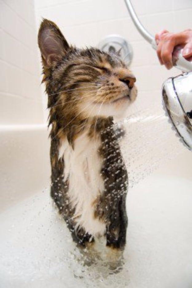 Bathe Your Cat Without Being Clawed To Death, fast enough to squeeze in before anyone notices and the fix worth remembering