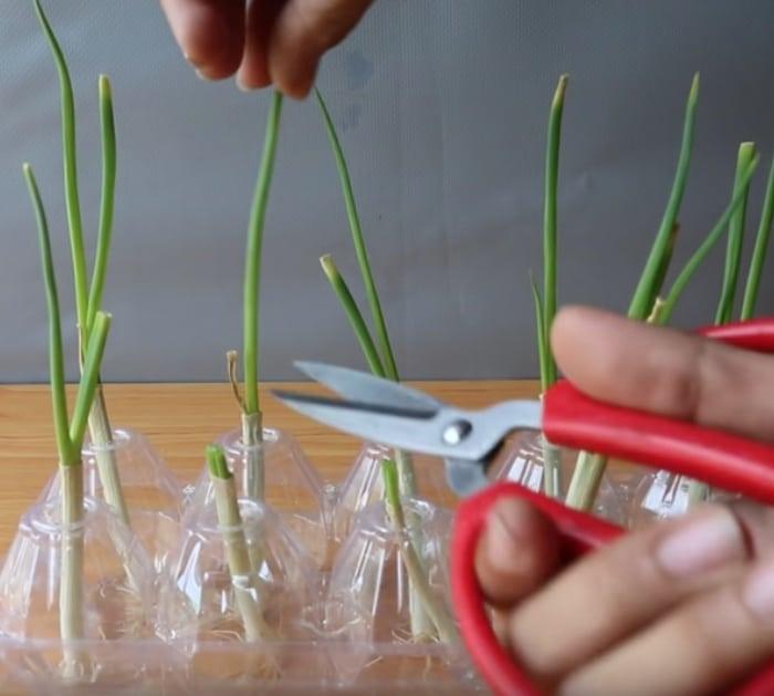 How To Grow Green Onions At Home