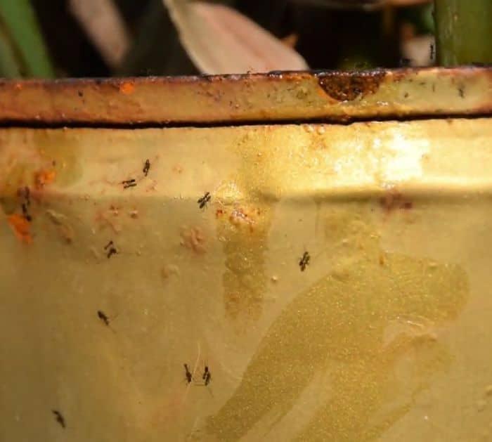 Easy Vaseline Gardening Hacks
