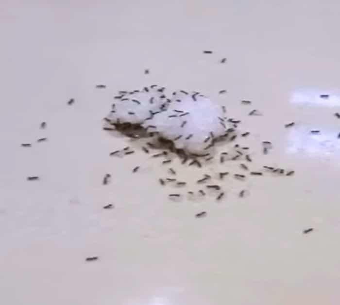 What You Need to Find the Nest of Indoor Ants