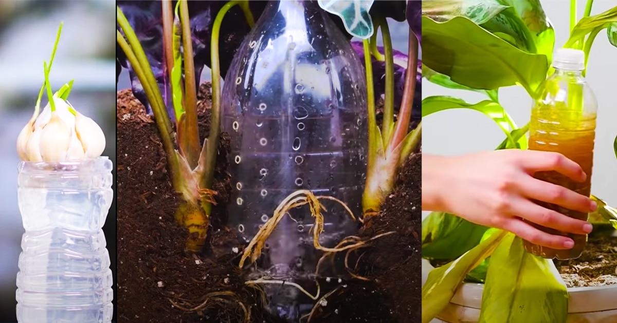 Gardening Hacks: How To Replant Vegetables