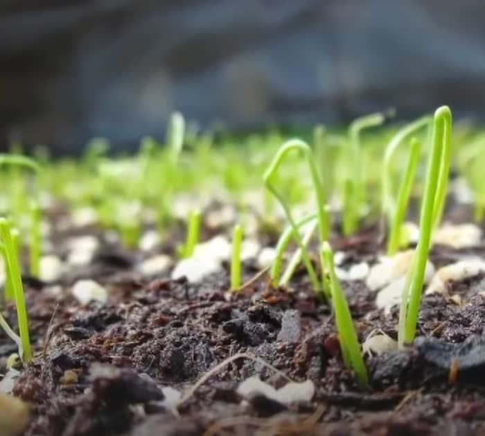 Easy Scallion Indoor Planting Tutorial