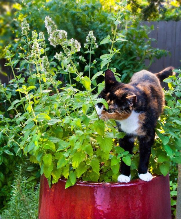 Grow Your Own Catnip, a clever pet solution, quick and cheap to try tonight and the fix worth remembering