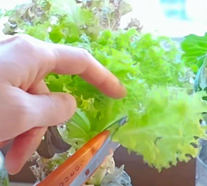 Have Fresh Salad All Year Round When You Grow Plants Hydroponically