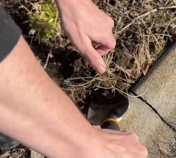 Weed Prevention Hacks Tutorial