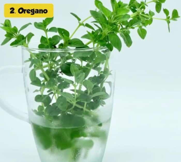 How to Grow Herbs Indoors