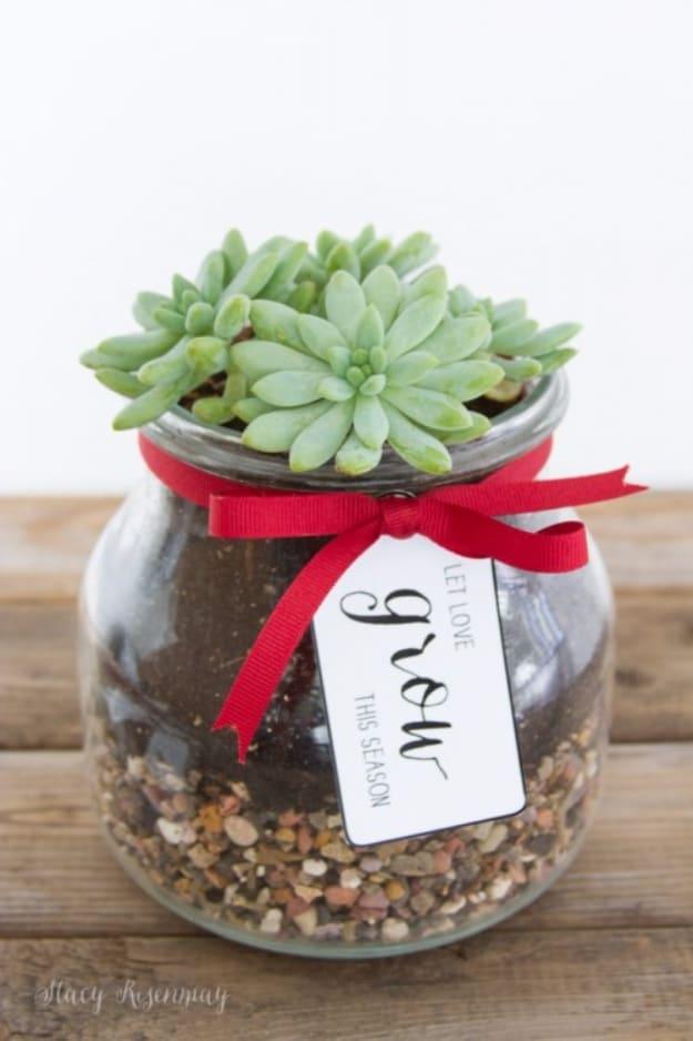 Potted succulent gift arranged in a small container for a low maintenance desk plant gift idea for the whole family