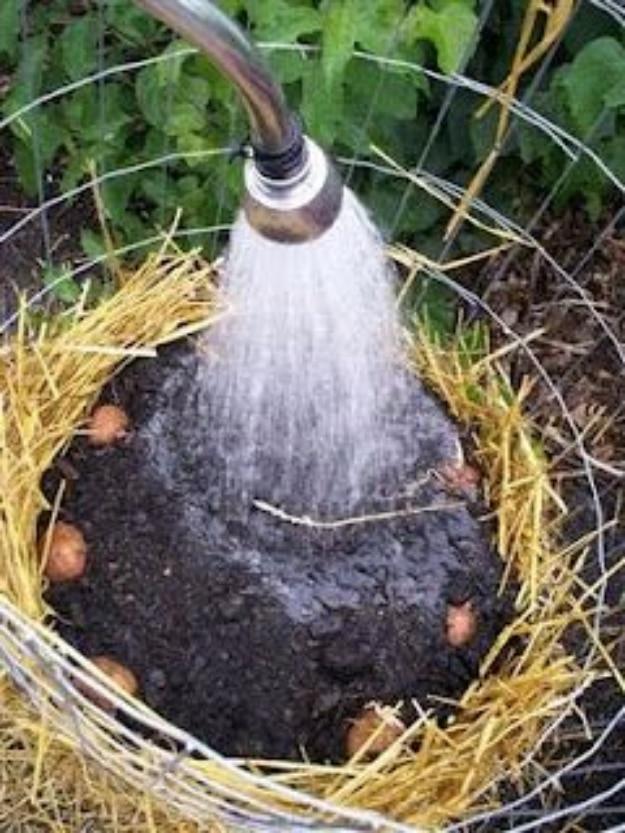 Build A Potato Tower, a productive backyard plot, and results worth bragging about at the next gathering
