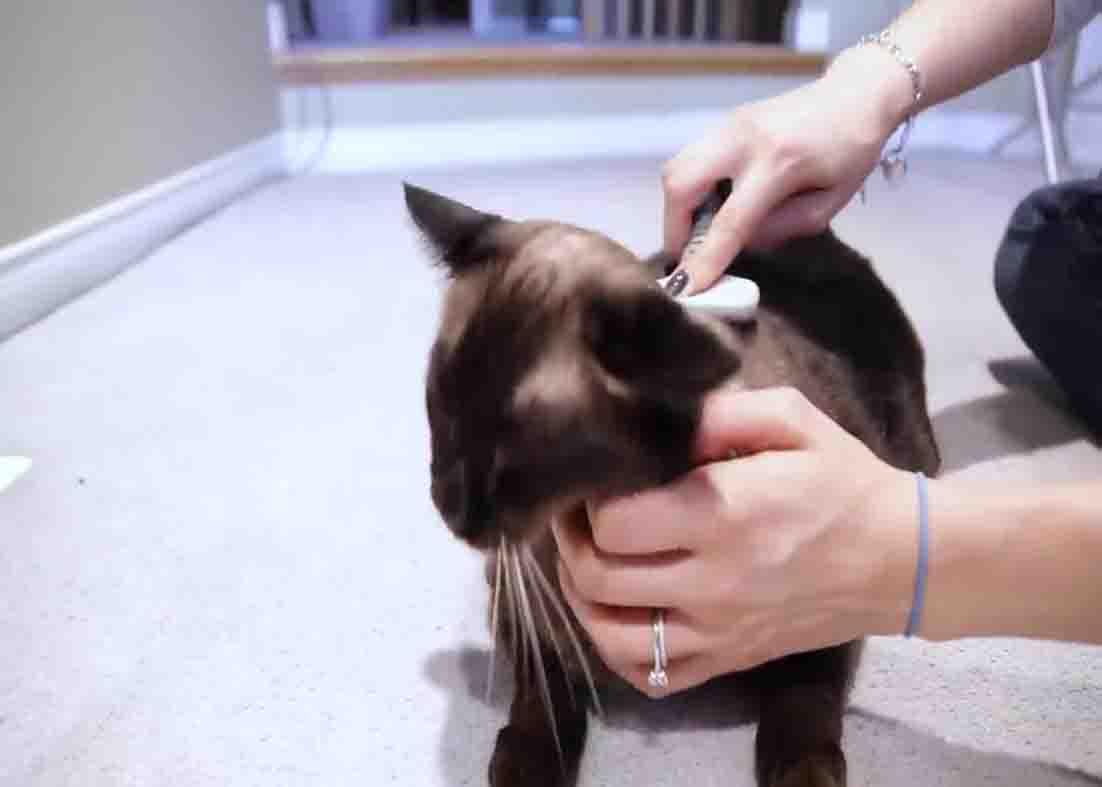 Brushing the pet to lessen the hair on furniture