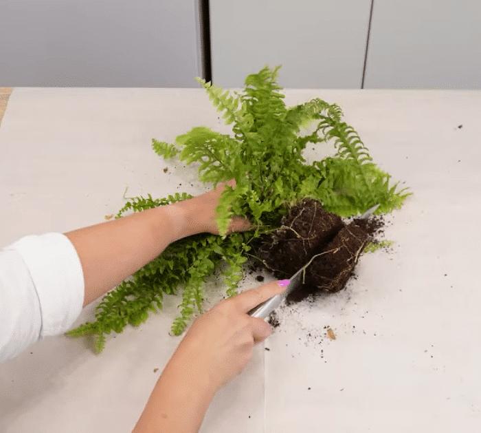 How to Prune Plants