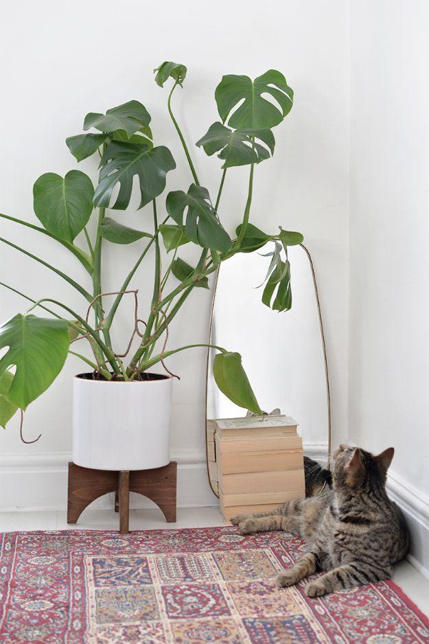 Midcentury plant stand holding a monstera beside a cat on a red patterned rug, an easy beginner decor build