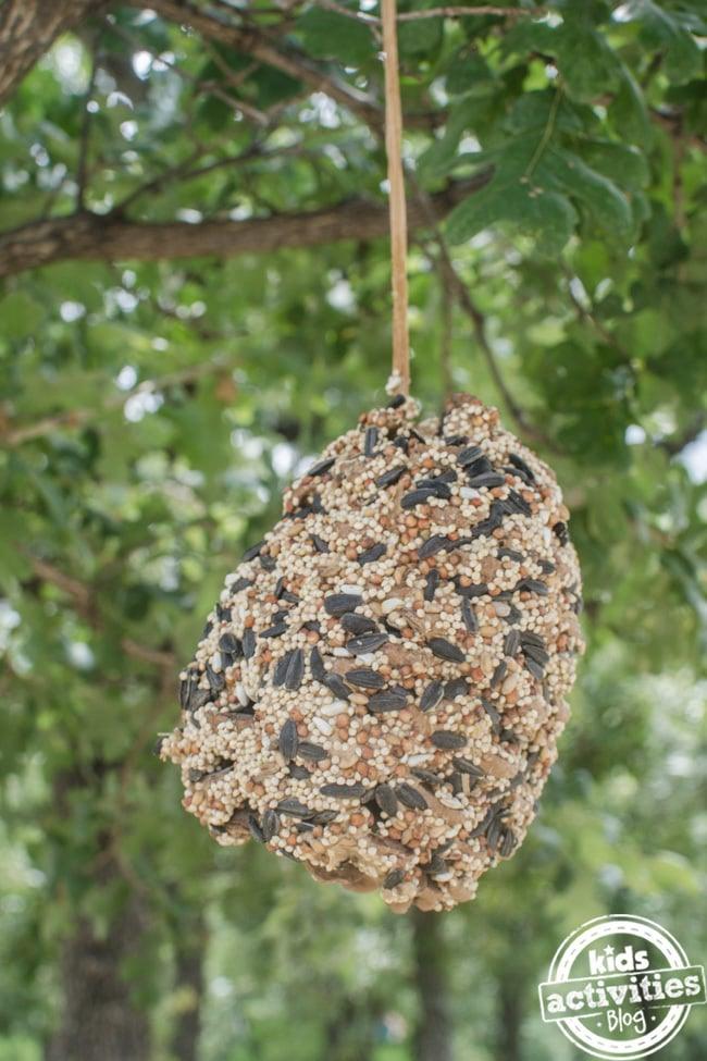 A pinecone coated in peanut butter and birdseed hanging from a tree branch by string as a homemade bird feeder