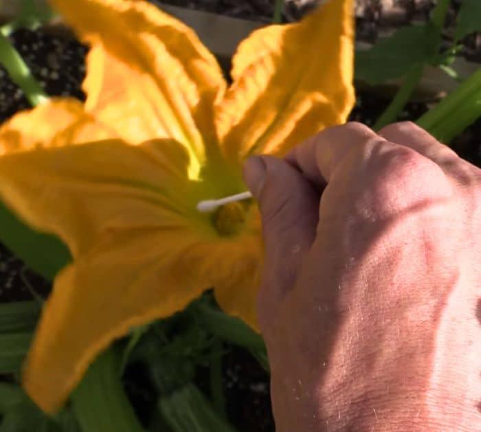 10 Free Garden Hacks Using Household Items Q-tip