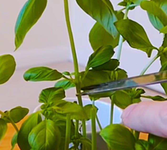 Grow an infinite number of basil plants from one mother plant