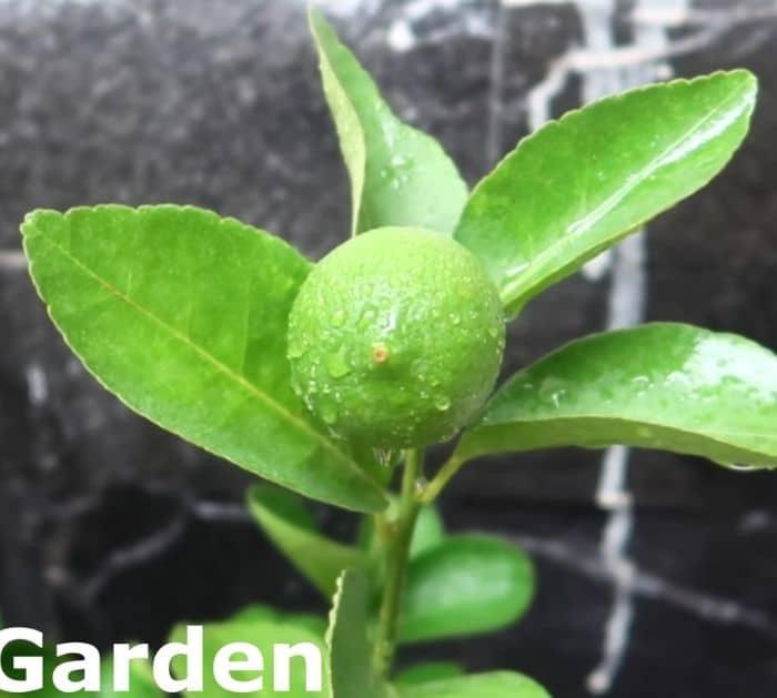 Easy Lemon Planting Tutorial