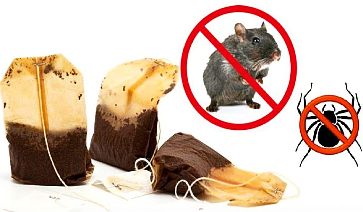 Use A Tea Bag To Rid The Home Of Spiders And Mice