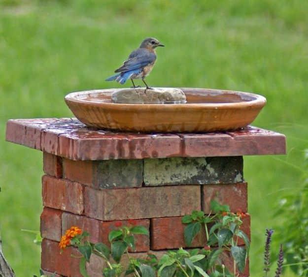 Bluebird standing on a shallow clay saucer birdbath set on top of a stacked brick column in a green lawn