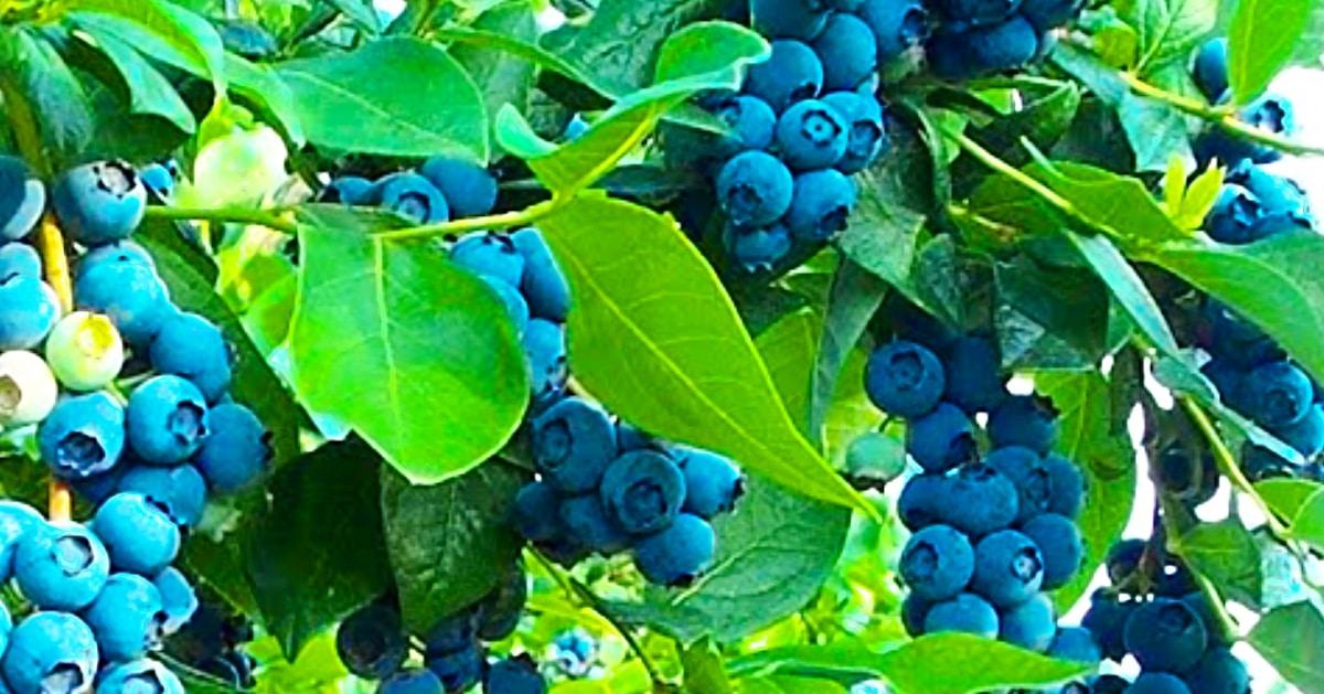 Get Free Blueberry Plants From Store-Bought Blueberries