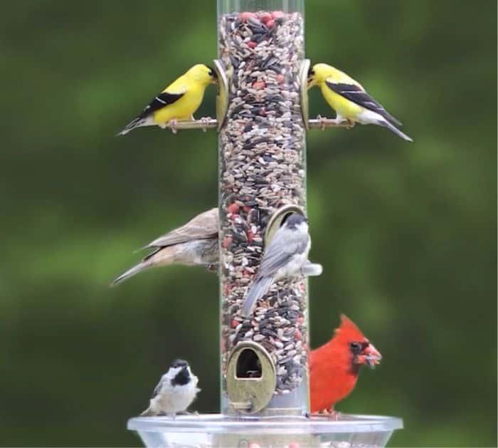 How do I get my birds to come back to my feeder