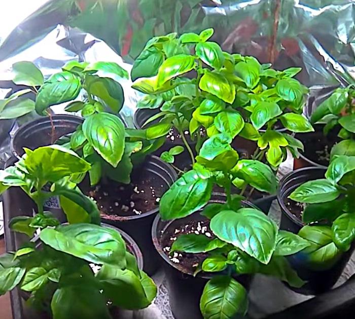 Grow an infinite number of basil plants from one mother plant