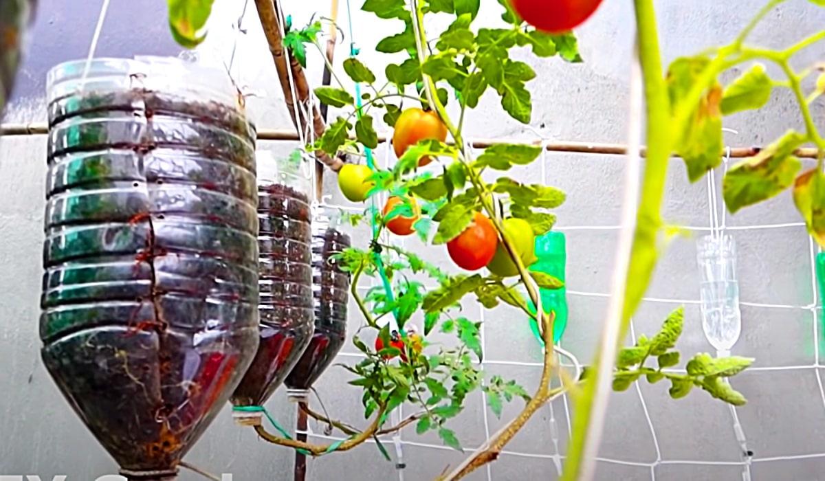 How To Grow Tomatoes In Water Bottles