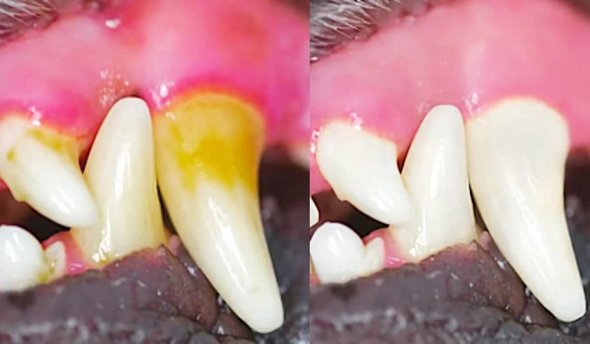 How To Clean A Pet’s Teeth At Home