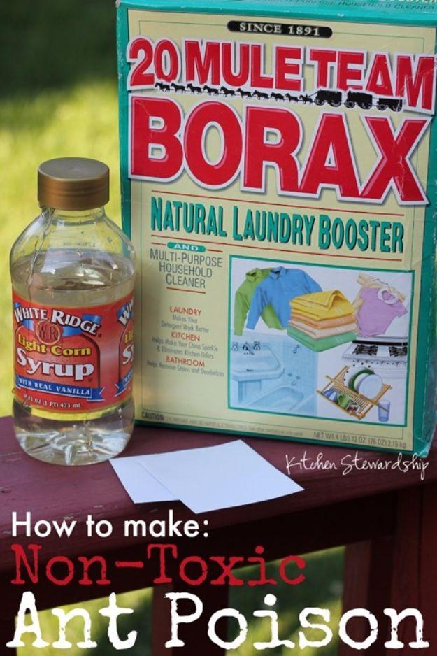 Best Ways to Get Rid of Bugs - Homemade Non-Toxic Ant Poison - Easy Tips and Tricks to Get Rid of Roaches, Ants, Fleas and Flies - DIY Ways To Exterminate and Elimiate Pests from Y