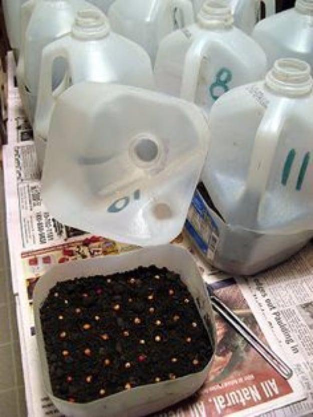 Start Sowing Your Seeds For Spring In Winter, forgiving of a late start and color that lasts for months on end