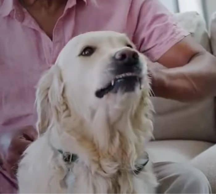 How To Get Rid Of Dog Fleas Naturally