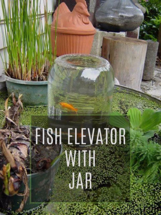DIY aquarium fish elevator with a glass jar standing in a duckweed covered pond and a goldfish inside it