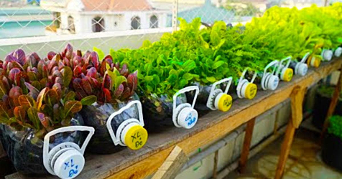 How to Grow Mustard Greens And Other Plants In Recycled Plastic Bottles