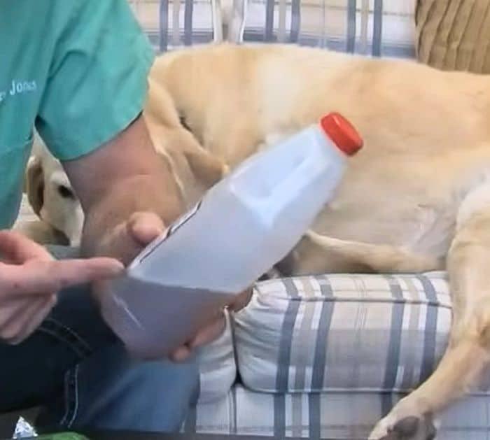 Smelly Dog Hygiene Tips