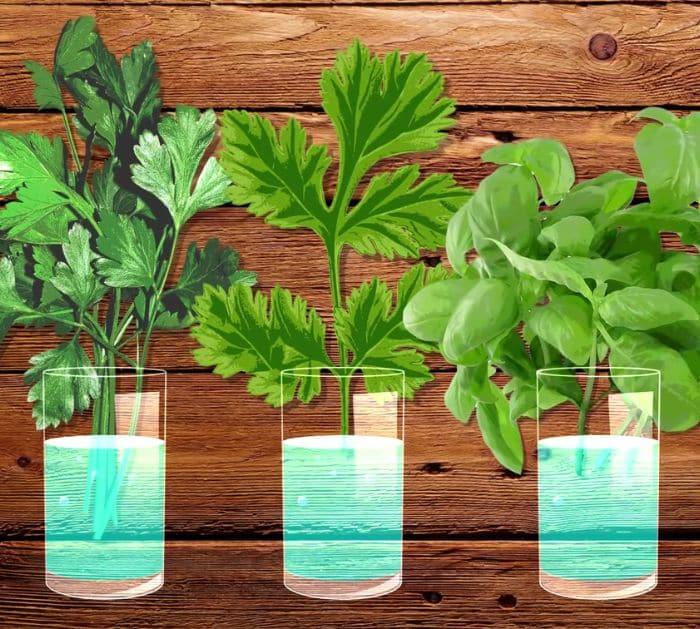 Hack To Keep Fruits And Vegetables Fresh Longer