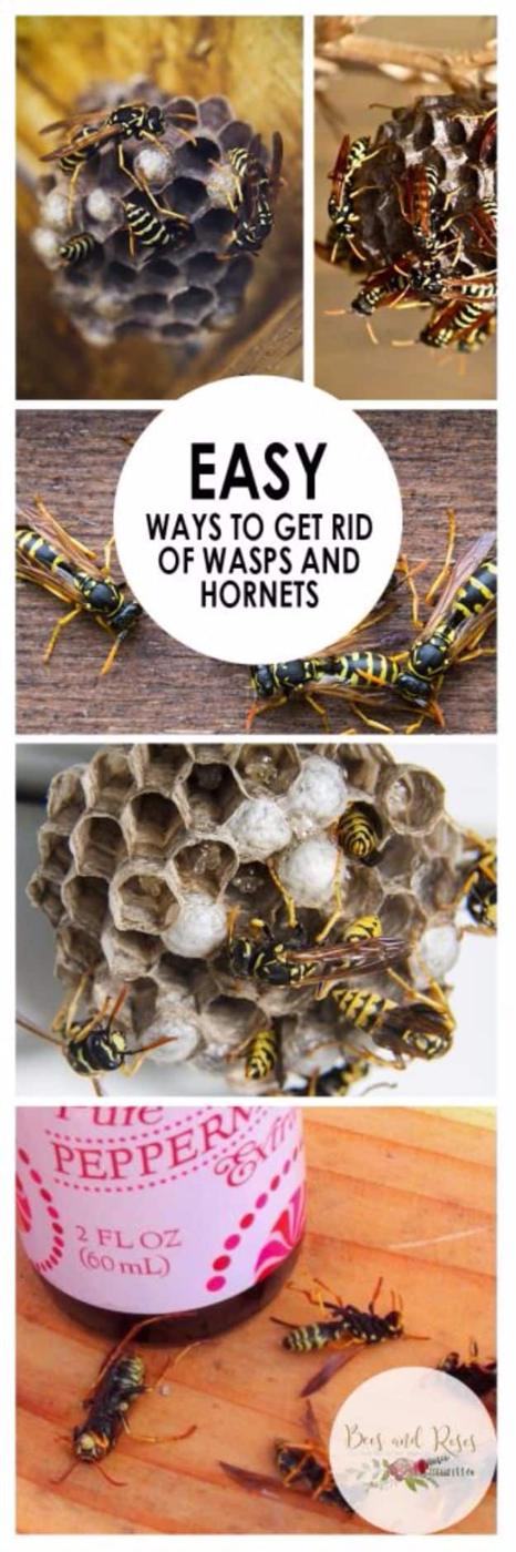 Best Ways to Get Rid of Bugs - Easy Way To Get Rid Of Wasps And Hornets - Easy Tips and Tricks to Get Rid of Roaches, Ants, Fleas and Flies - DIY Ways To Exterminate and Elimiate P