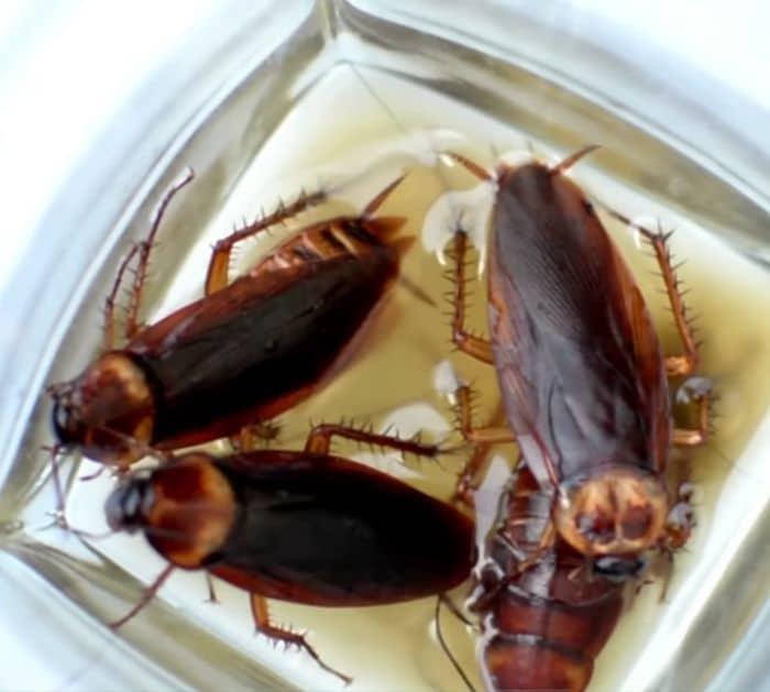 Easy Tips and Hacks to Get Rid of Cockroaches