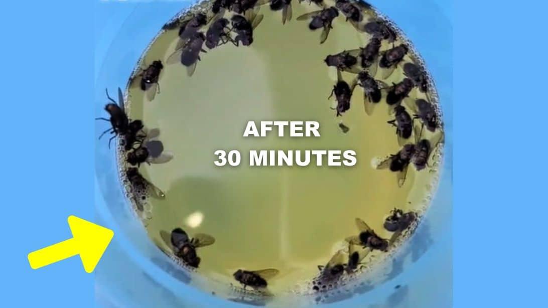 DIY Effective Fly Trap