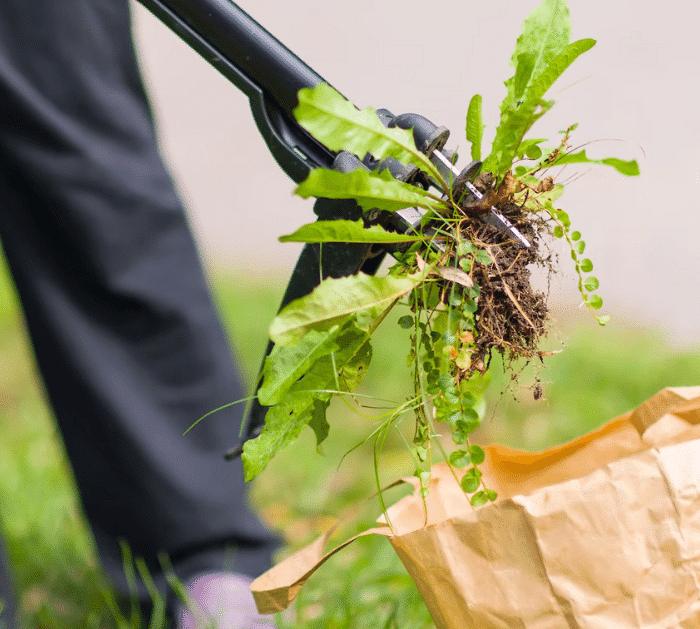 9 Secrets to Keep Your Lawn Green and Healthy Tricks